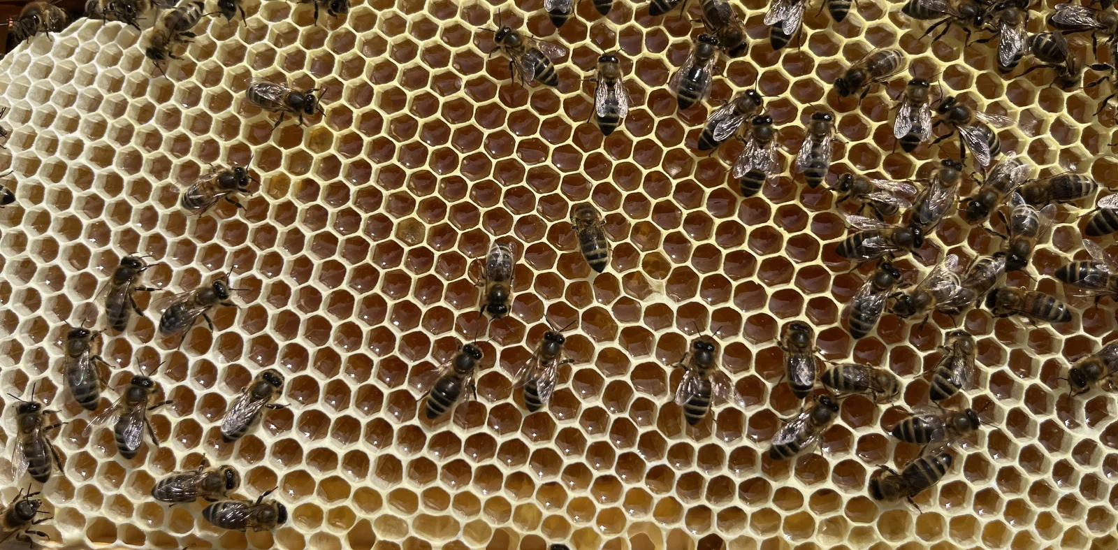 Honeycomb with bees
